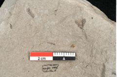 Foto (Detailansicht) von Tetraclinis brachyodon (Brongniart) Mai et Walther (NHMW-GEO-2024-0188-11424)